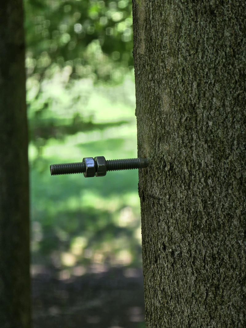 Mounting screw installed in the stem, ready for the dendrometer