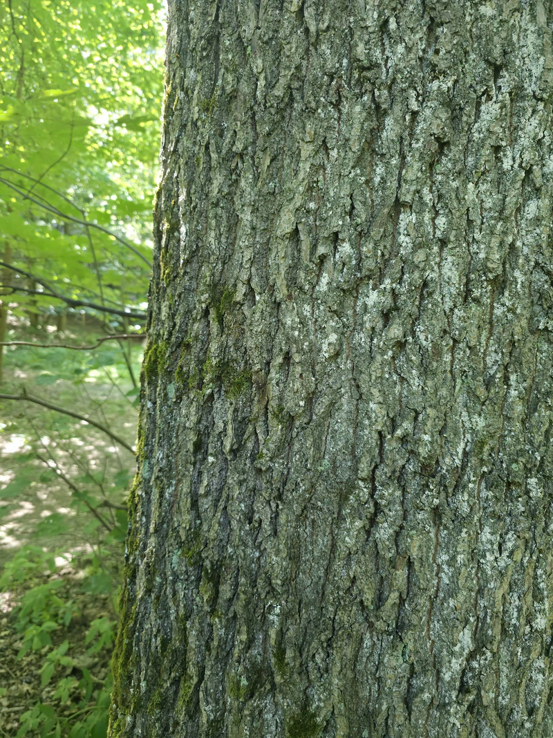 Tree with thick, rough bark